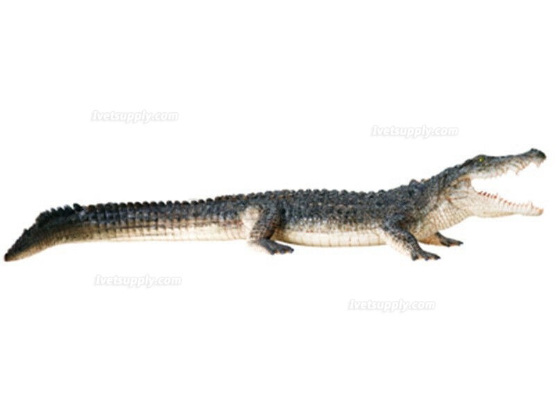 Crocodile Animal Anatomy Modell Teaching Model Assembled Toy